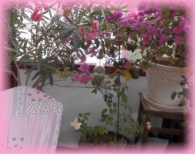Pflanzen für blickdichten Balkon